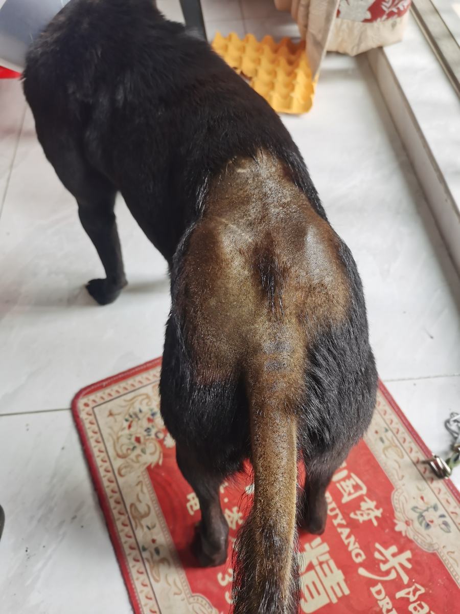 Baicai's lower back and tail with thin, sparse, discolored fur from anxiety chewing