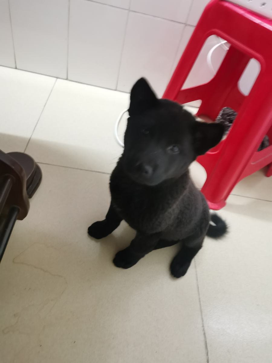 Baicai as a young puppy, head tilted, sitting on the floor at home