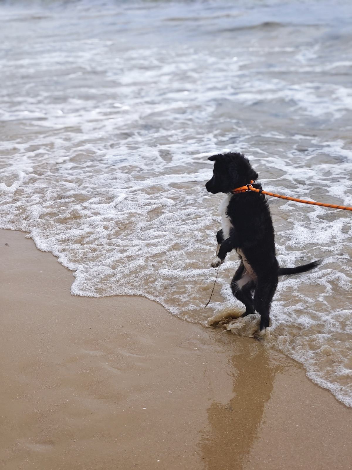 Qiqi playing at the water's edge on a beach, on an orange leash