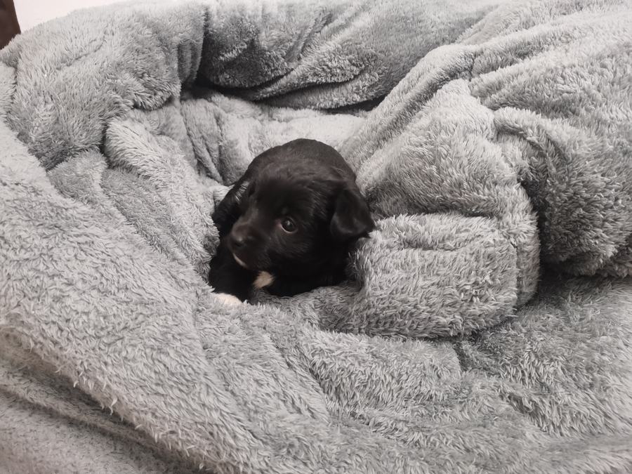 Qiqi as a tiny puppy nestled in a soft gray blanket