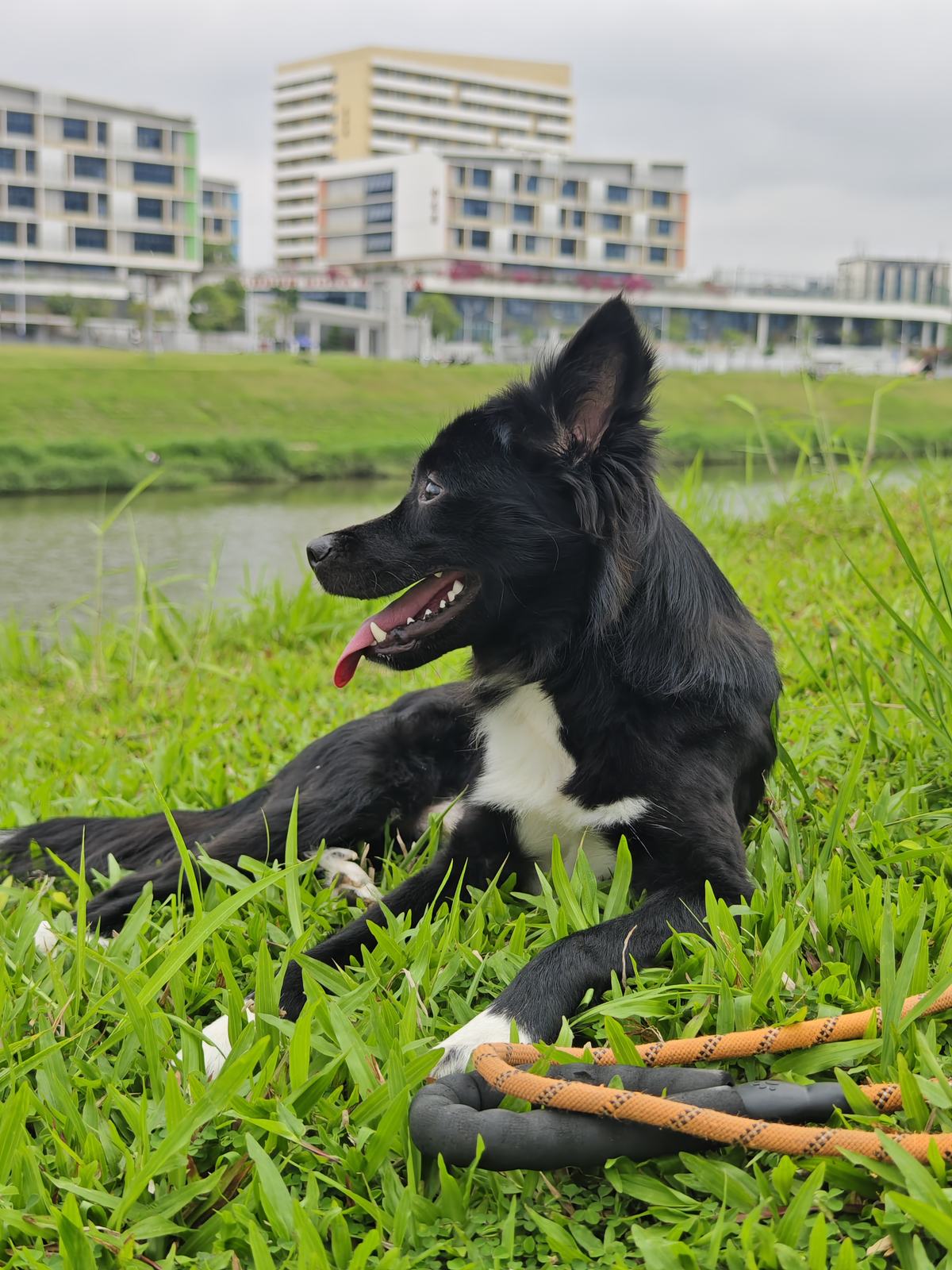 Qiqi, a black and white Border Collie mix, lying on green grass by the water
