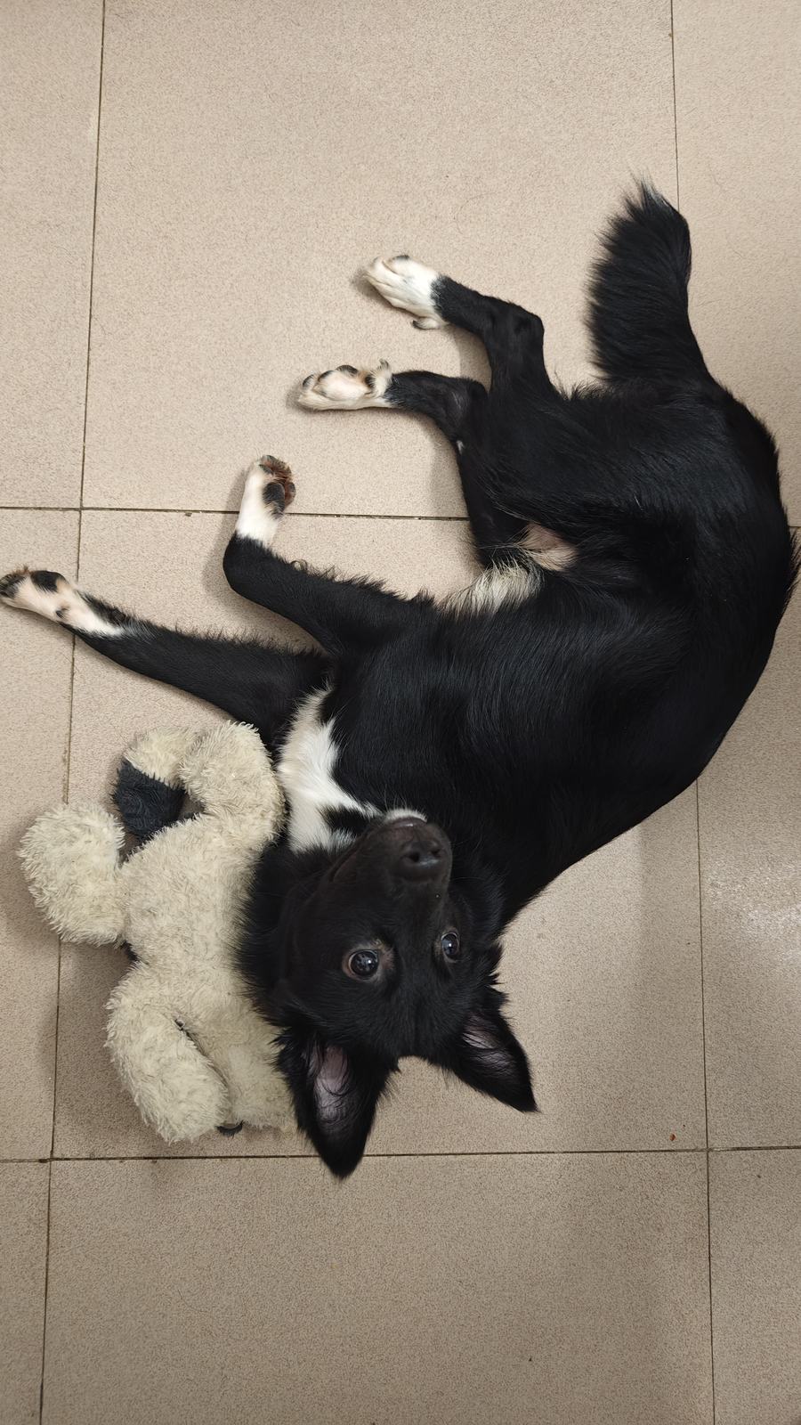 Qiqi lying on her back on the floor, relaxed, with a plush toy beside her