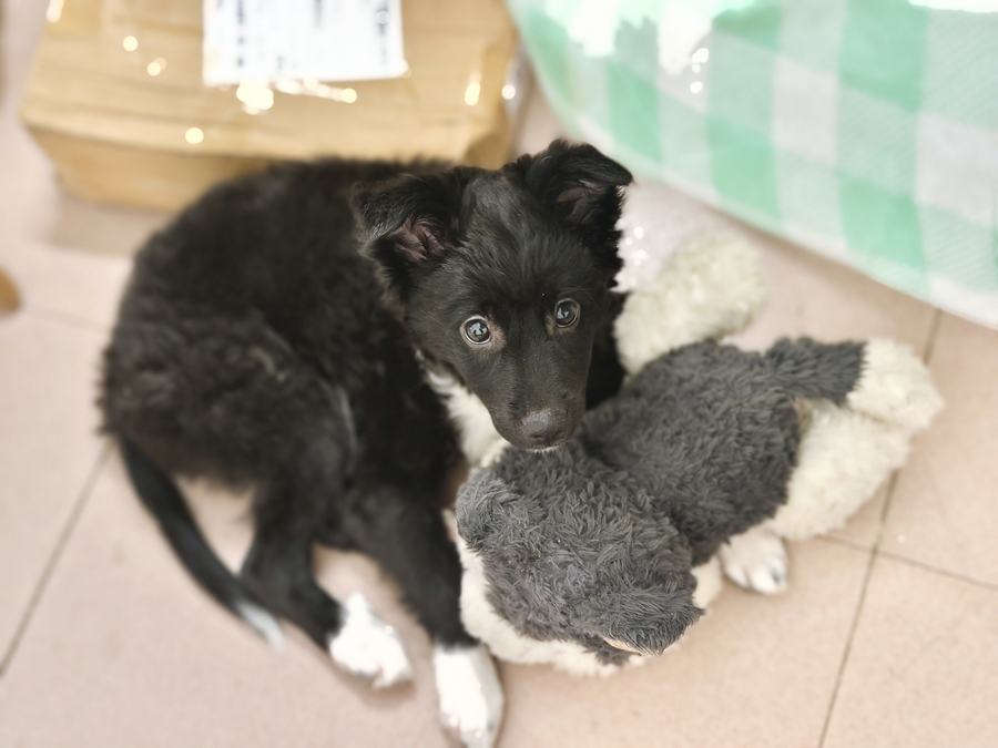 Qiqi as a puppy sitting on the floor with a plush toy under her chin